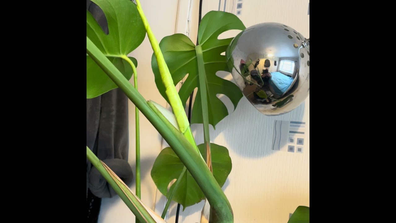 The Cataphyll is Almost Ready to Unfurl !