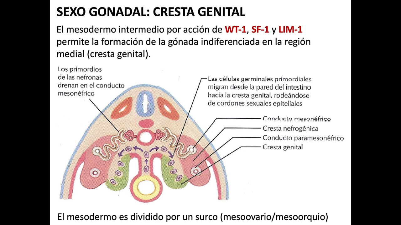 Embriología: Desarrollo de aparato genital