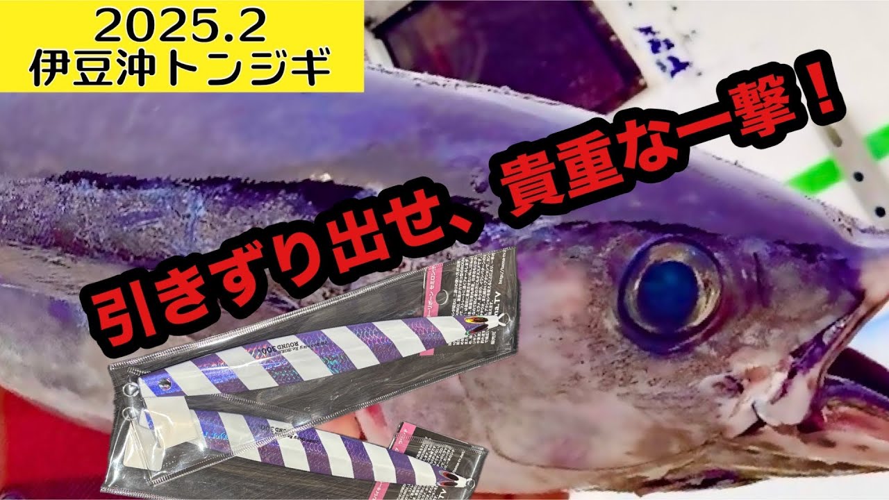 伊豆南沖トンジギ！超貴重な一匹を引きずりだす！