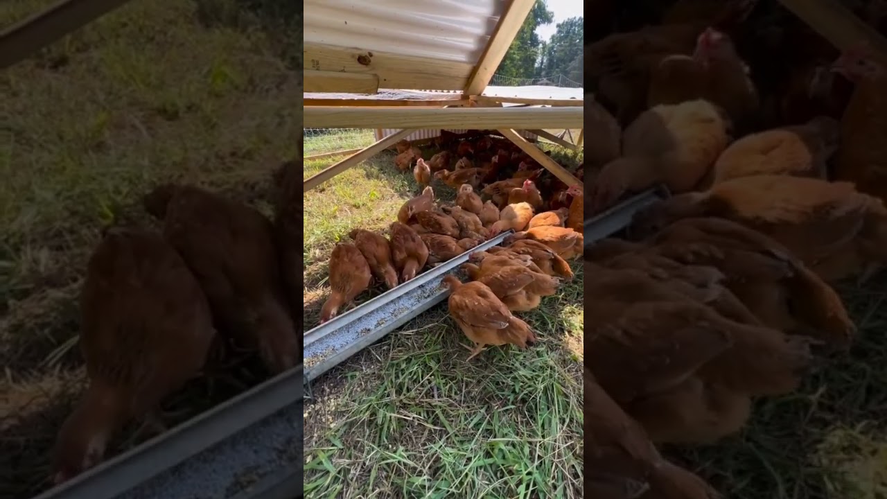 Rir farming 🐓 #rir #chicken #breed 🐓🐓#farming #viral #shortvideo #viralshorts #supportmychannel #5k