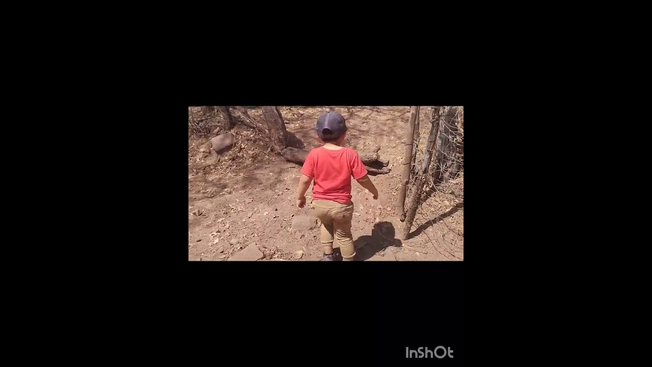 Fuimos a bajar las vacas,nos llego visita, chucho jugando con sus amigas 