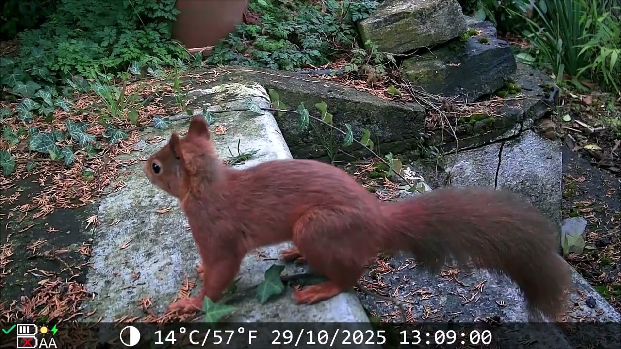 Naturgarten 208: 🍂✨ Zwischen Nebel & Nüssen – Tierische Herbstgeschichten aus dem Naturgarten 🐦🐿️🦔