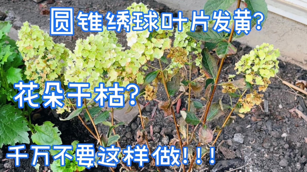 圆锥绣球夏季常见问题，早了解、早预防。【莎拉养花】