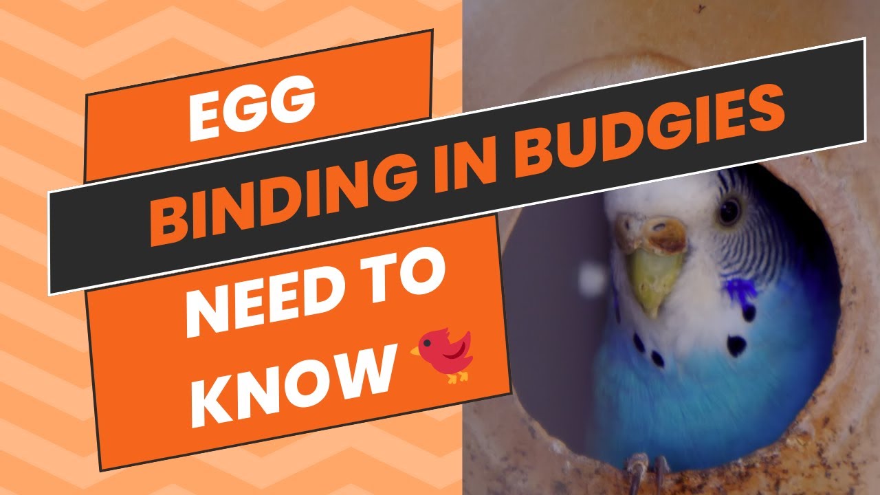🚨 Egg Binding in Budgies What You Need to Know 🐦