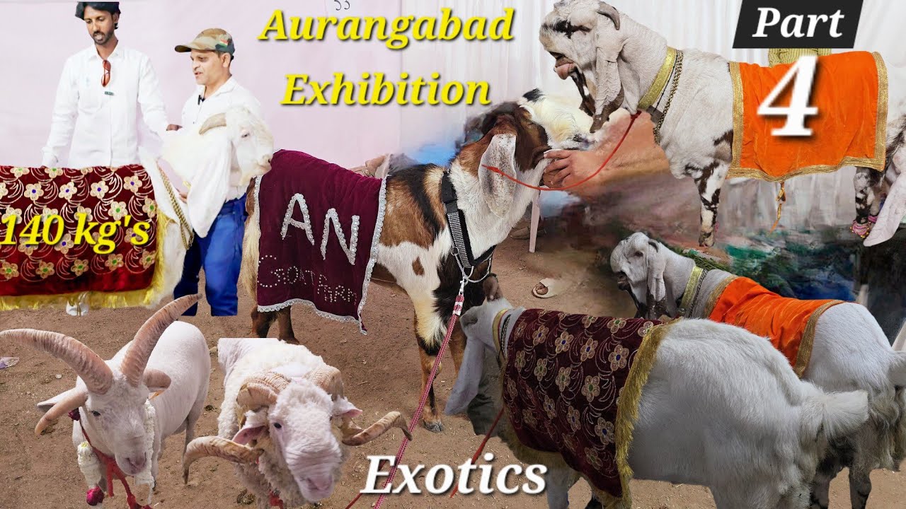 140 kg's ka bakra Punjabi Beetal mewati totapari heavyweight bakre Aurangabad goat's exhibition Show