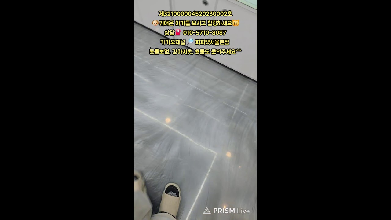 🐶퍼피캣서울본점😺 #퍼피캣  #강아지분양 #고양이 #고양이분양 #애견분양 #댕댕이 #라이브 #live