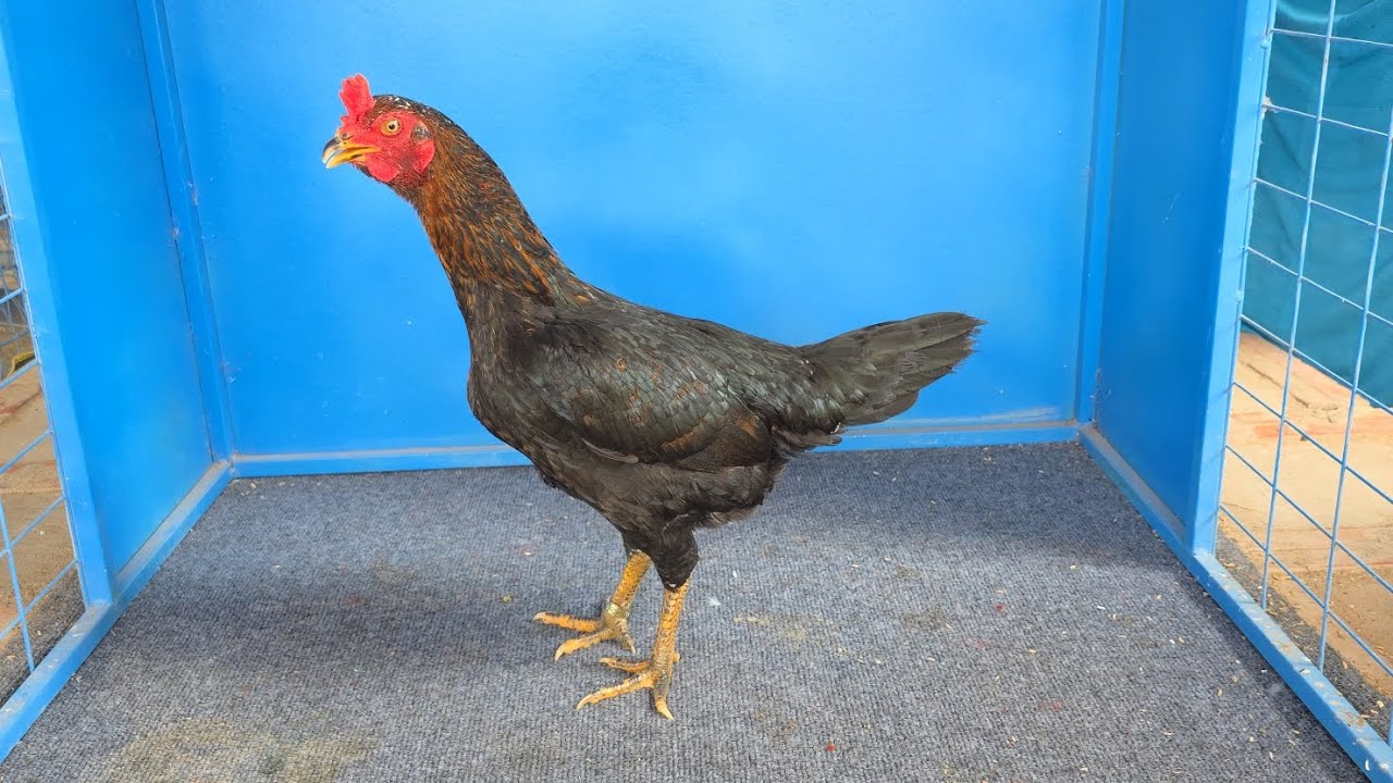 4em mái thái nhập 