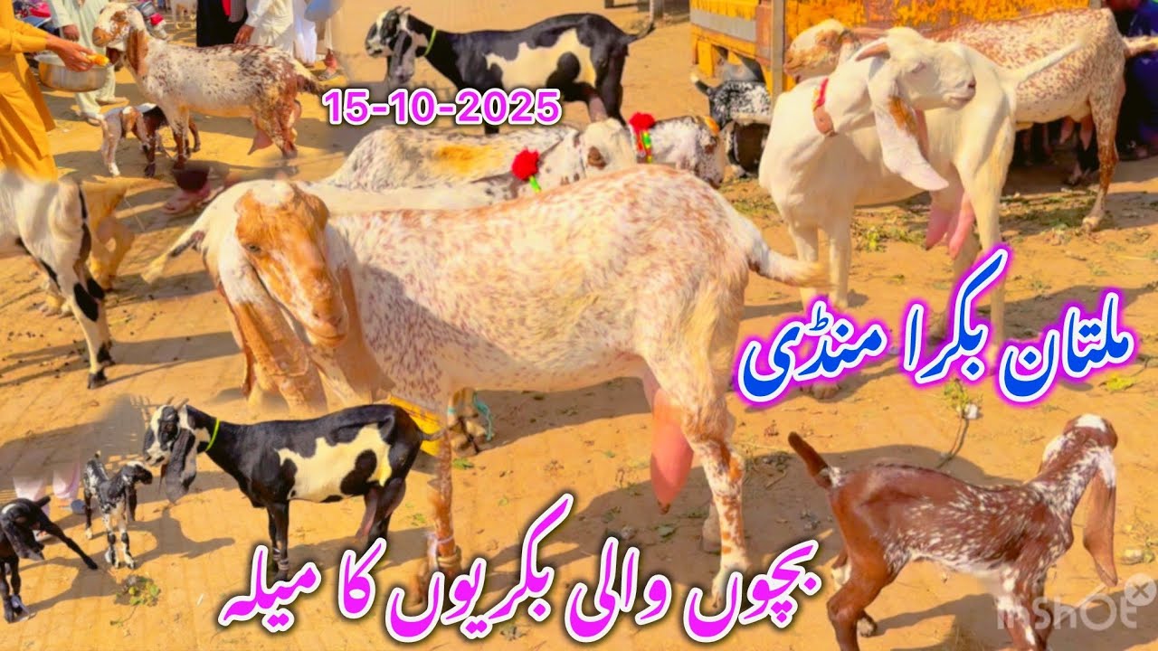 Multan Bakra Mandi 2025 – Beautiful Goats & New Dry Feed Launch 🔥Barkat Farm