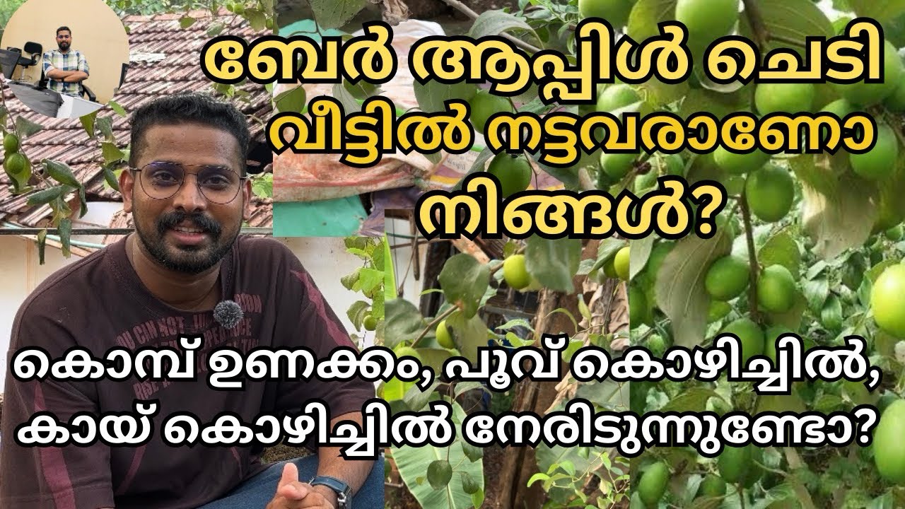 ബേർ ആപ്പിൾ ചെടിയിൽ നിന്നും കായ്ഫലം കിട്ടുന്നില്ലേ? എങ്കിൽ ഈ കാര്യങ്ങൾ അറിഞ്ഞിരിക്കുക | Ber Apple