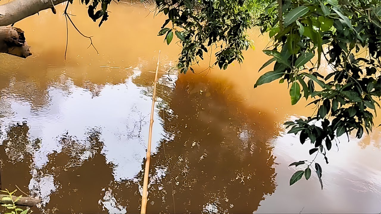 Pescaria de piaba e piabanha debaixo da gameleira