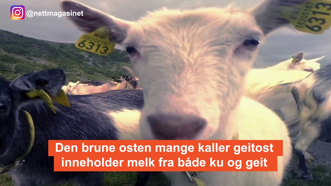 Geiter i Norge