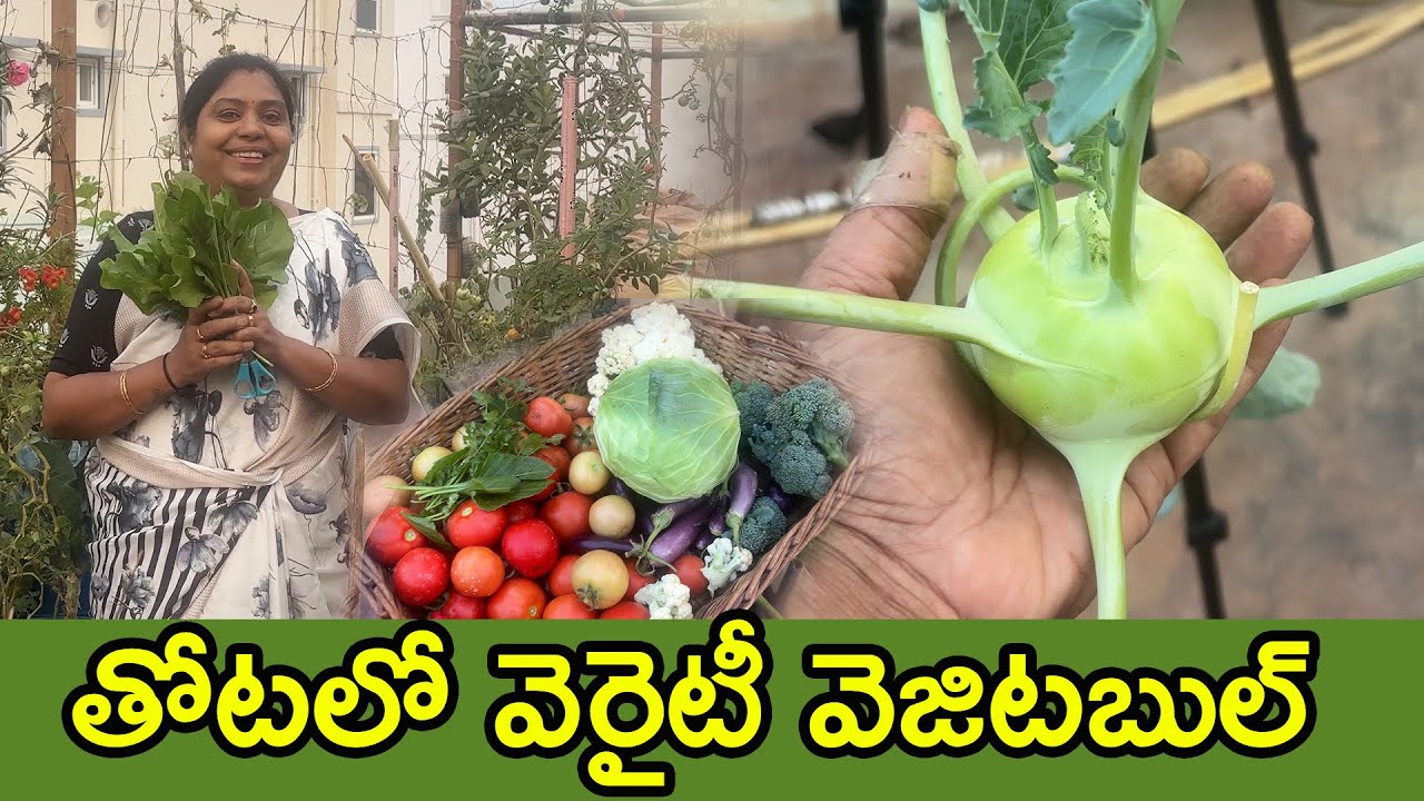 దీన్ని ఎలా వండాలో, ఎలా తినాలో అర్థంకావడం లేదు, ఏదో అనుకుంటే ఇంకేదో కాసింది| Surprise vegetable|TTH|