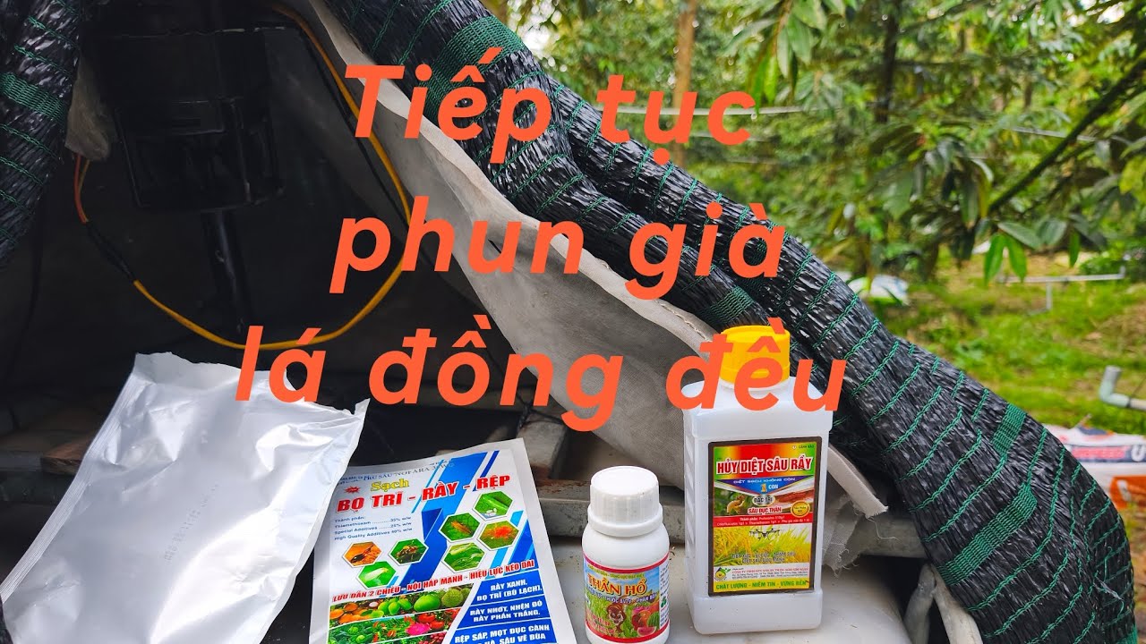 # 206 Làm lá già đồng đều bằng phân của Israel 