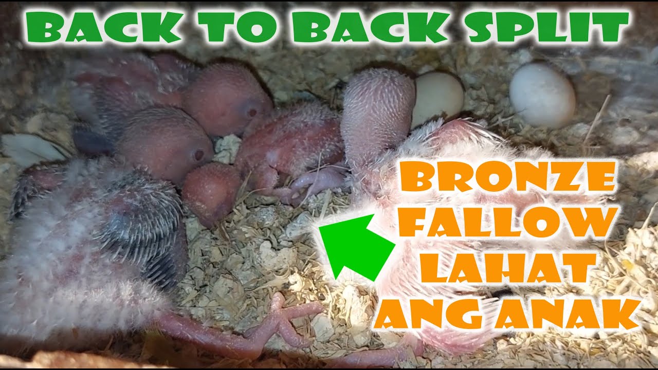 PURO BRONZE FALLOW ANG INAKAY