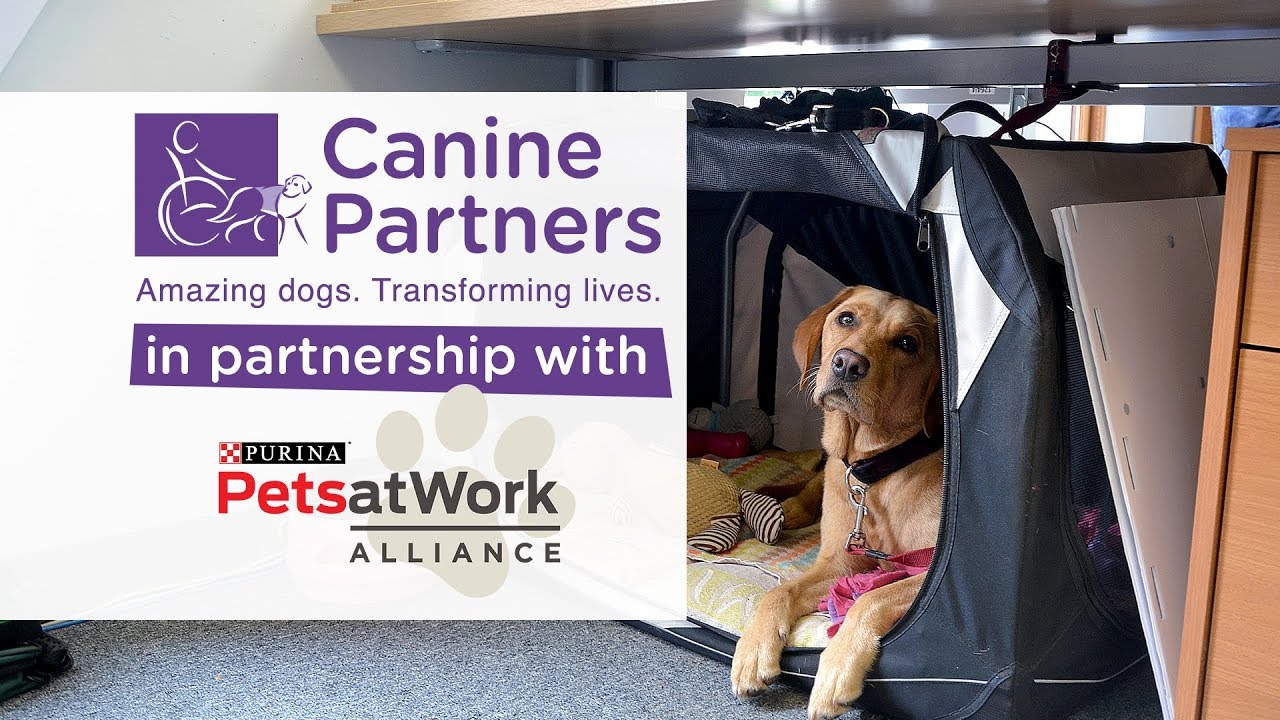 In Partnership with Purina Pets at Work | Canine Partners