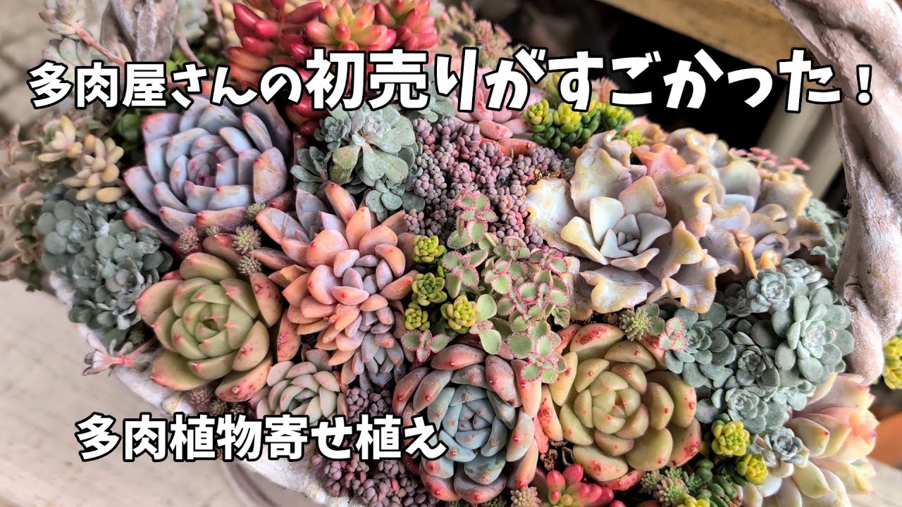 【多肉植物】今年も初売りに行ってきた！【にじいろクックママ】