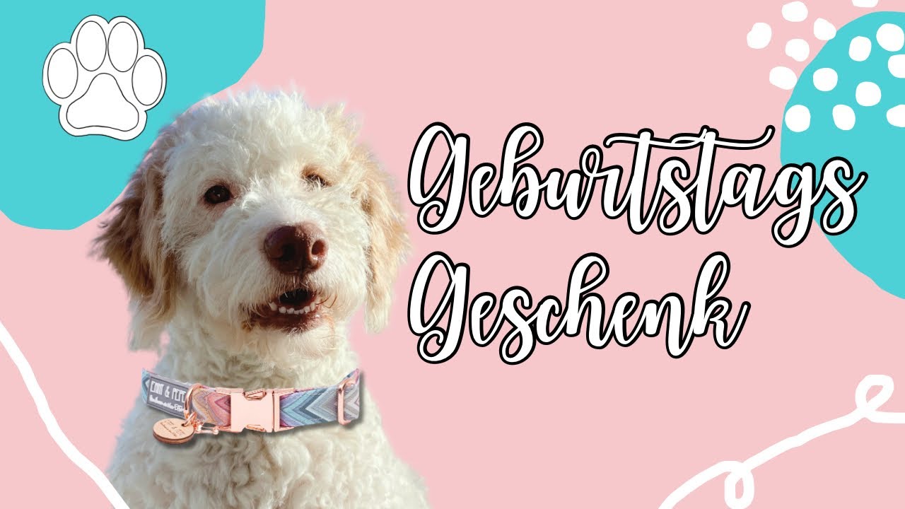 Wie findet man das perfekte Hundegeschirr?