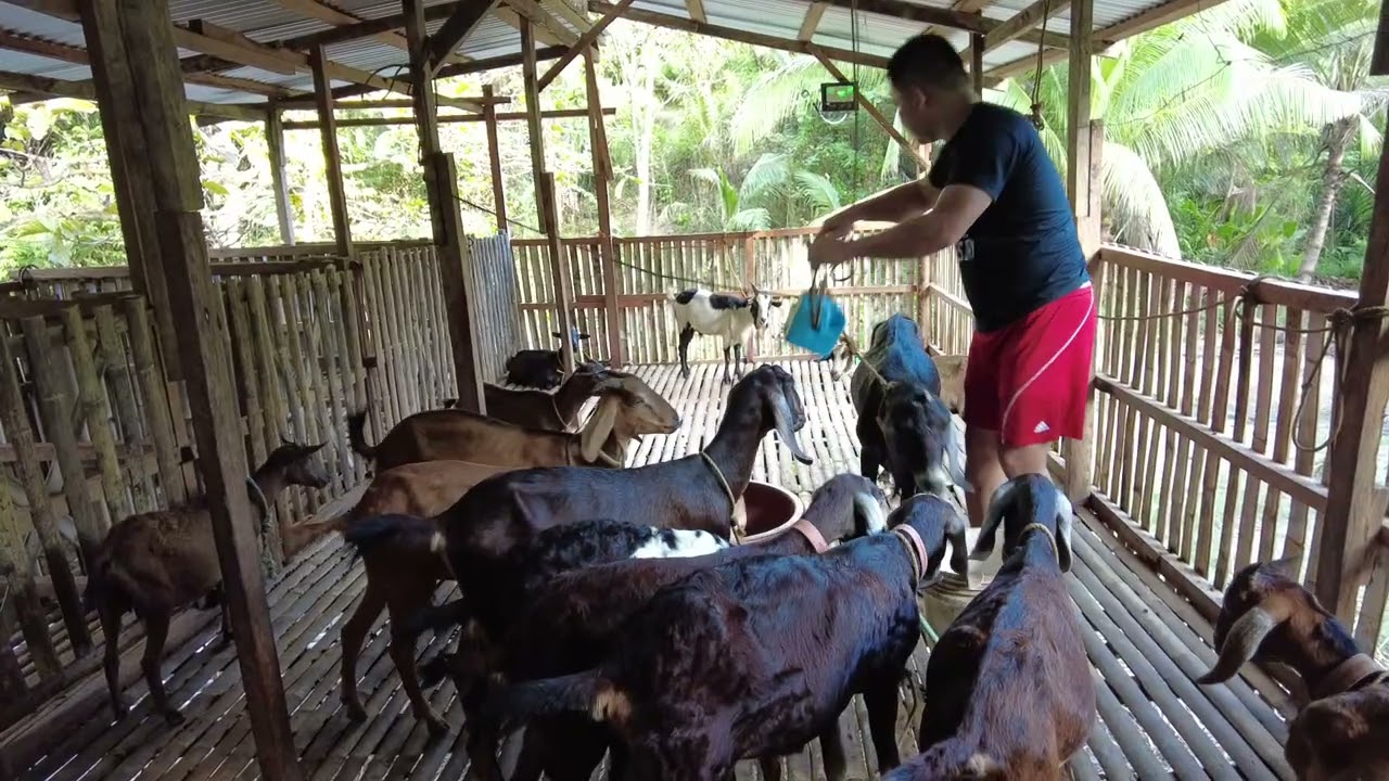 Lagyan ng inumin ang mga kambing #goatfarm #kambing #buhaysabukid