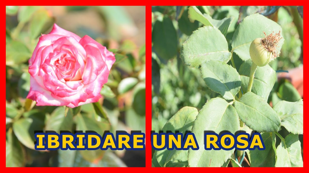 COME FARE L'IBRIDAZIONE DI UNA ROSA PER  CREARE NUOVI ESEMPLARI TUTORIAL
