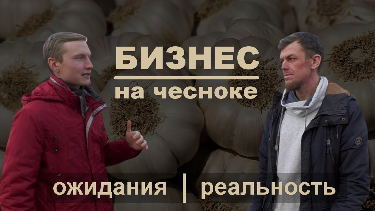 Выращивание чеснока как бизнес: ожидания и реальность | Чесночный бизнес в деревне