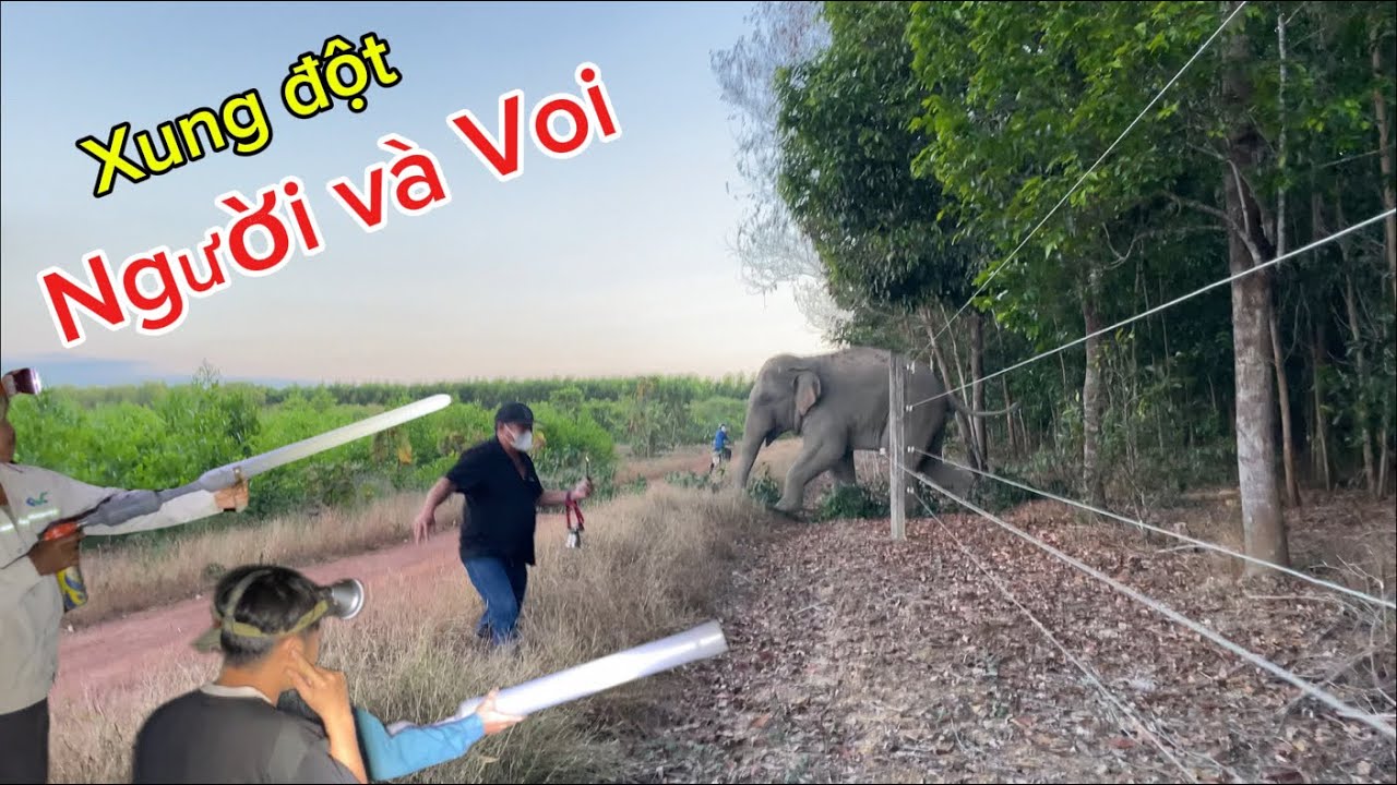 Xung Đột Người Dân Và Voi Rừng / Khi Voi Vào Làng Phá Rẫy