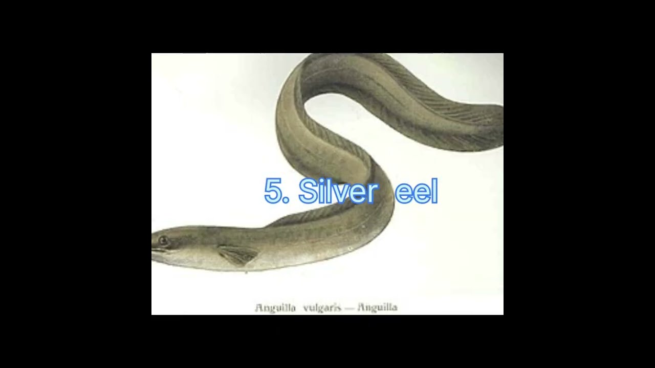 Catadromous migration in Anguilla (Eel) Recap