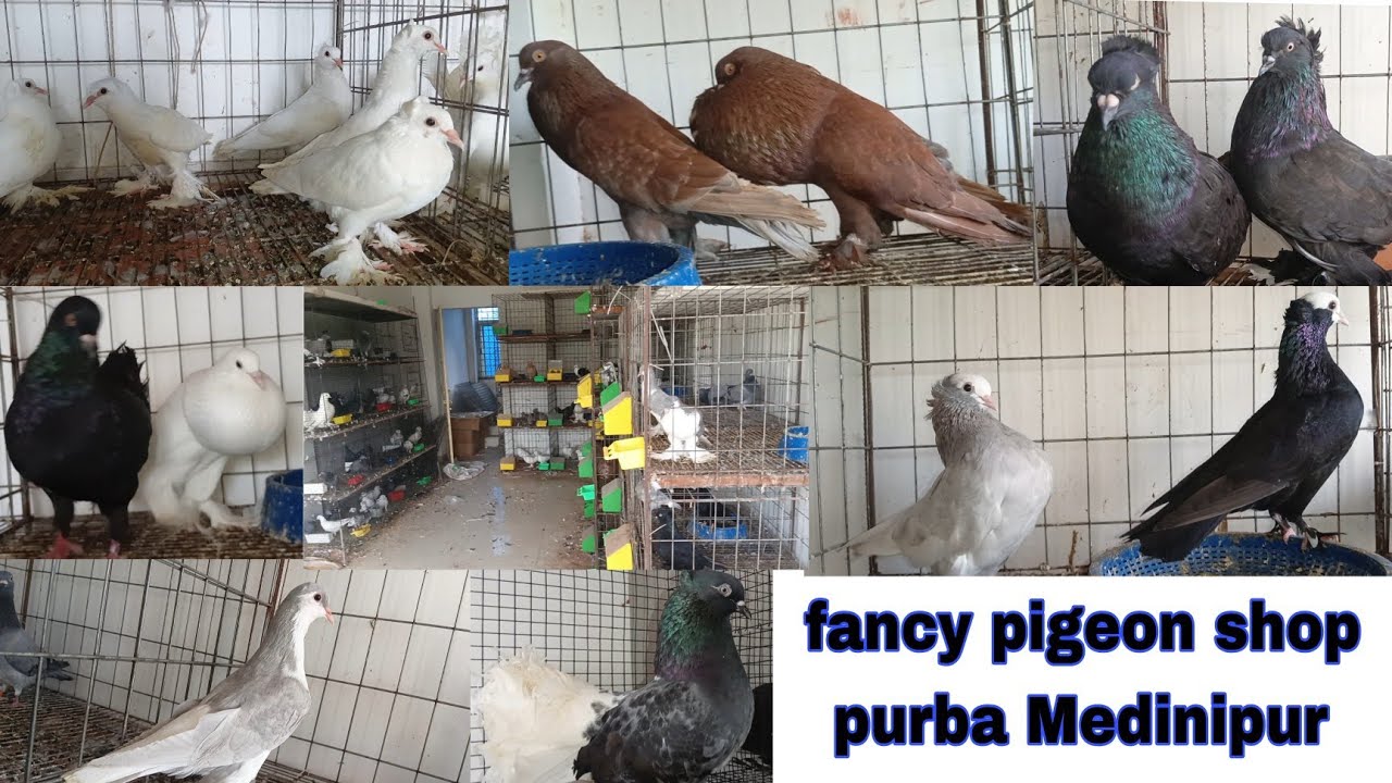 Fancy pigeon shop Kolaghat purba Medinipur West Bengal পায়রার দোকান পূর্ব মেদিনীপুর