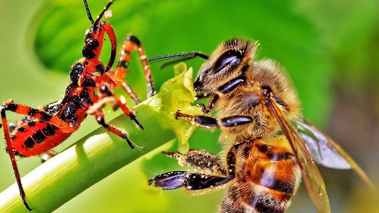 Giftige Wanze attackiert Bienen! Wer gewinnt?
