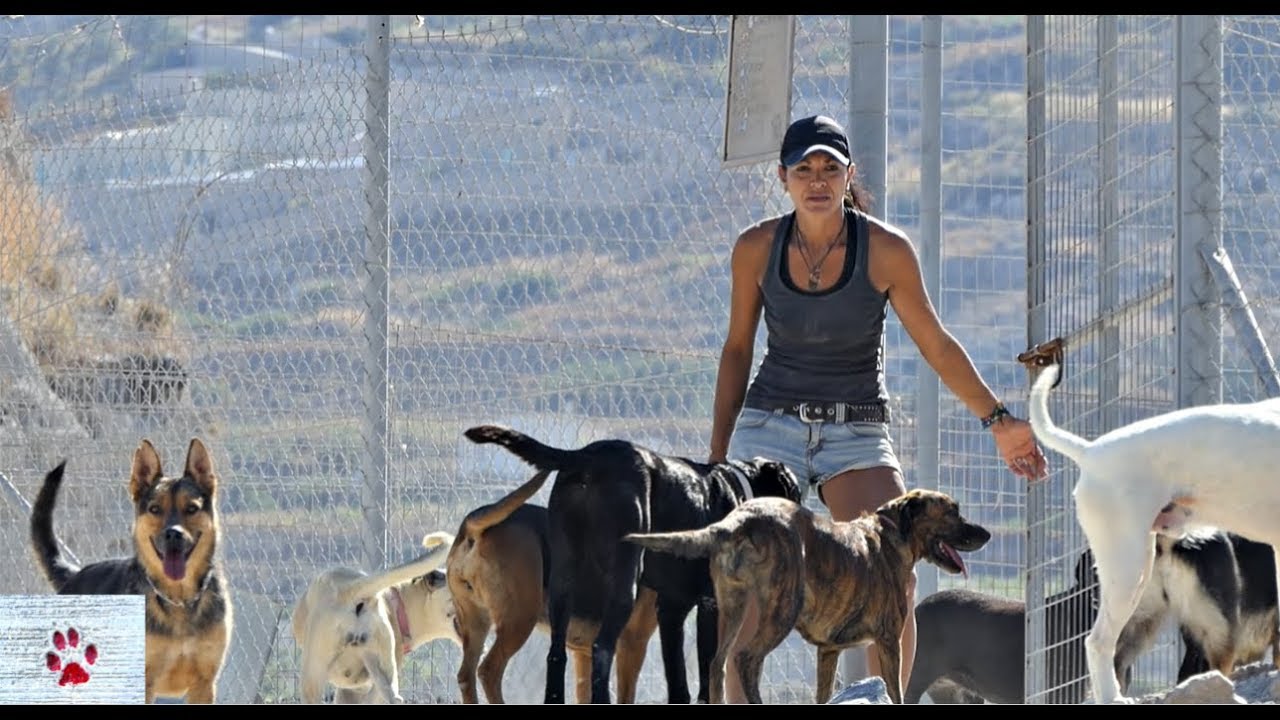 Woman gives up everything to help all unwanted animals of Santorini