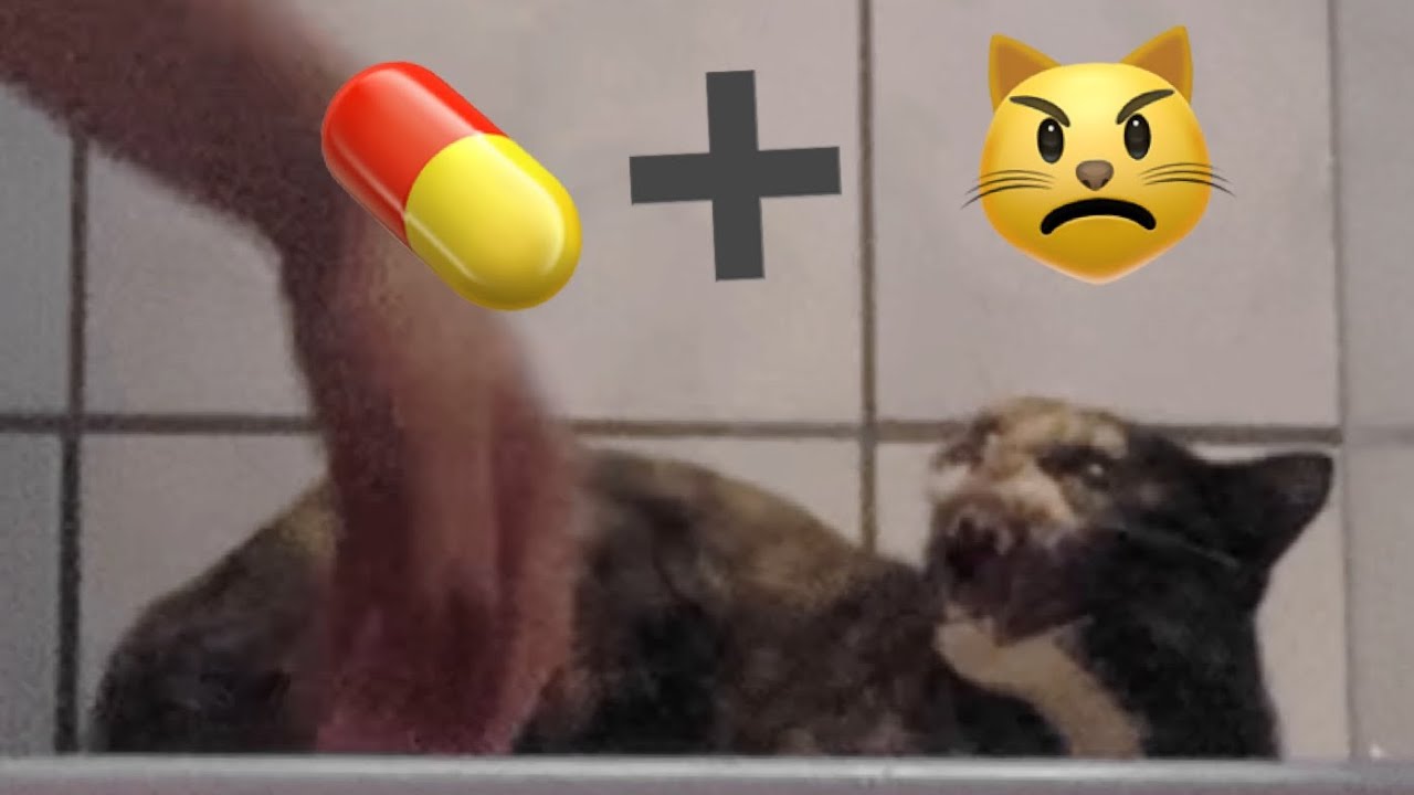 Como dar comprimido para gato bravo - técnica da toalha e aplicador de comprimido