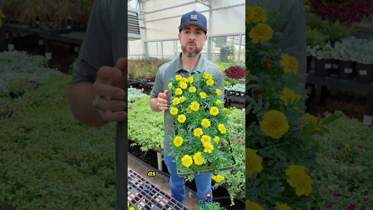 The Most Heat Tolerant Annual Plants