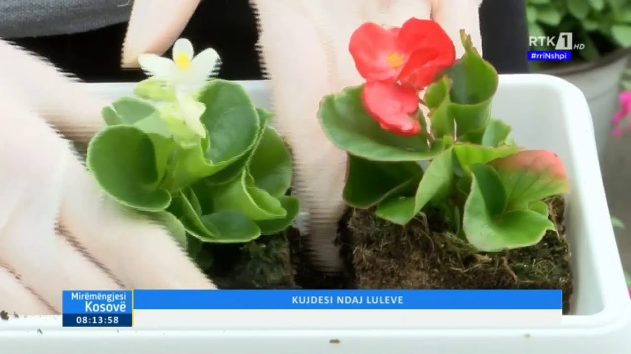 Programi i Mengjesit - KUJDESI NDAJ LULEVE 02.05.2020