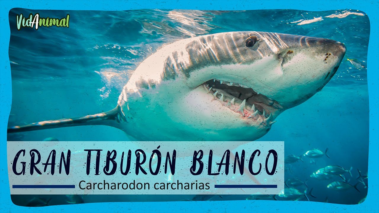 TODO SOBRE el GRAN TIBURÓN BLANCO
