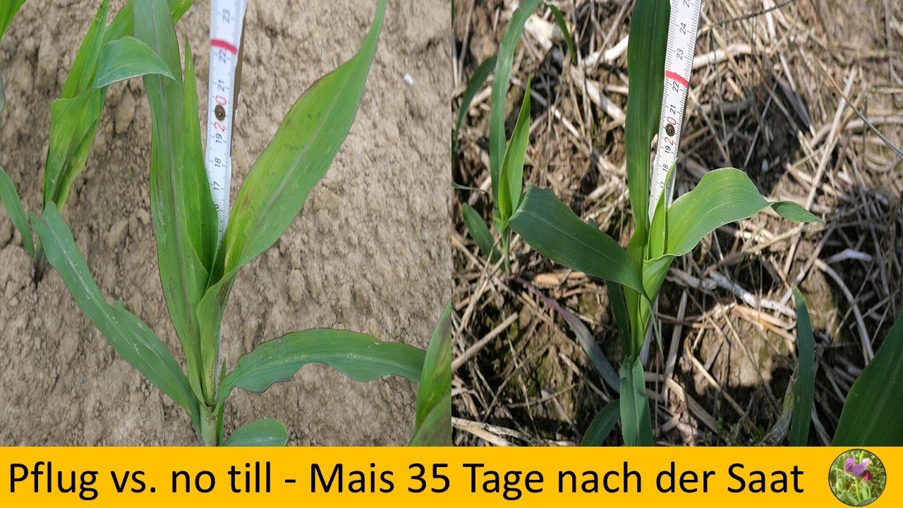 Pflugsaat - Direktsaat  / Mais 35 Tage nach der Saat