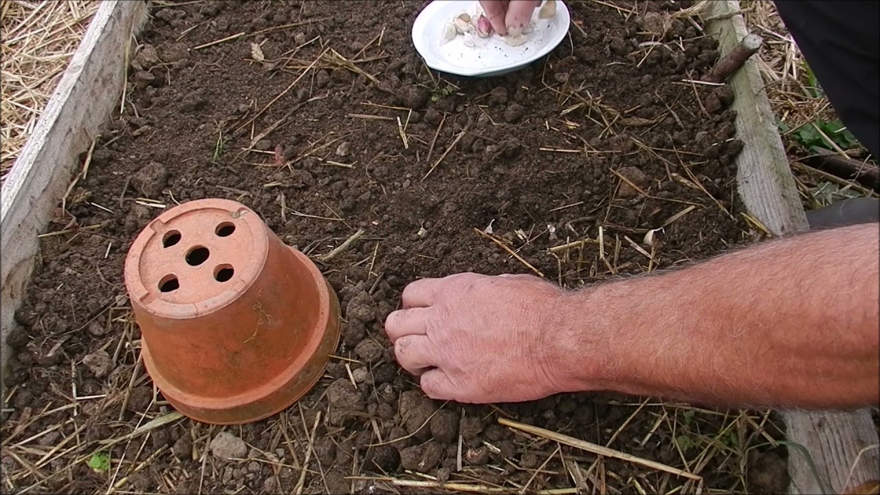 En serre culture d'hiver Aillet d'aquitaine mi novembre planter l ail violet en serre  et au jardin