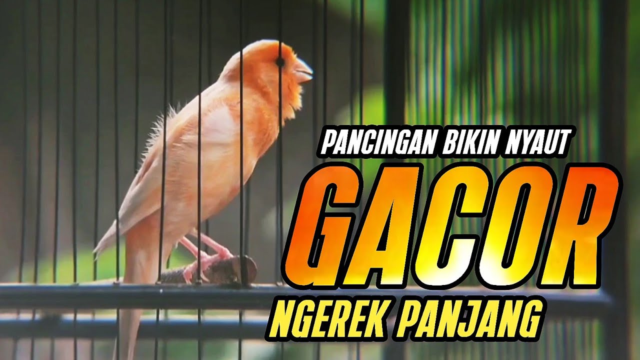 KENARI GACOR NGEREK Rol Rapat Emosi ini AMPUH utk Pancingan Kenari Paud | Kenari vs Lovebird