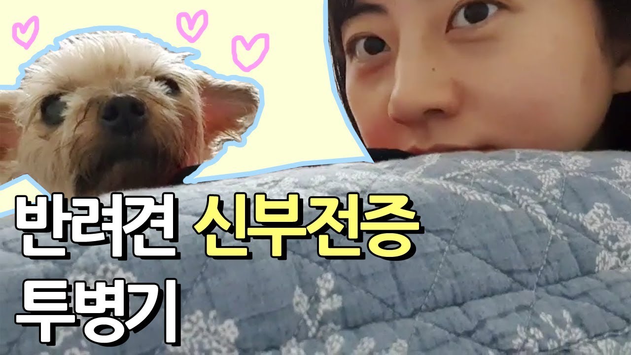 [vlog] 강아지 만성 신부전증 간호 일기 / 피하수액 넣는법 / 반려견과의 하루 일과