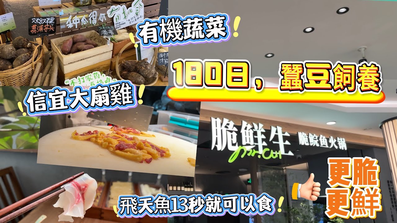 【脆鮮生·脆鲩魚火鍋】中山脆肉鲩  秘製靈魂蘸料  新鮮脆鲩魚片 信宜大扇雞  有機蔬菜  每日現熬湯底養生又健康   廣東新鮮地標美食   就餐環境舒適整潔