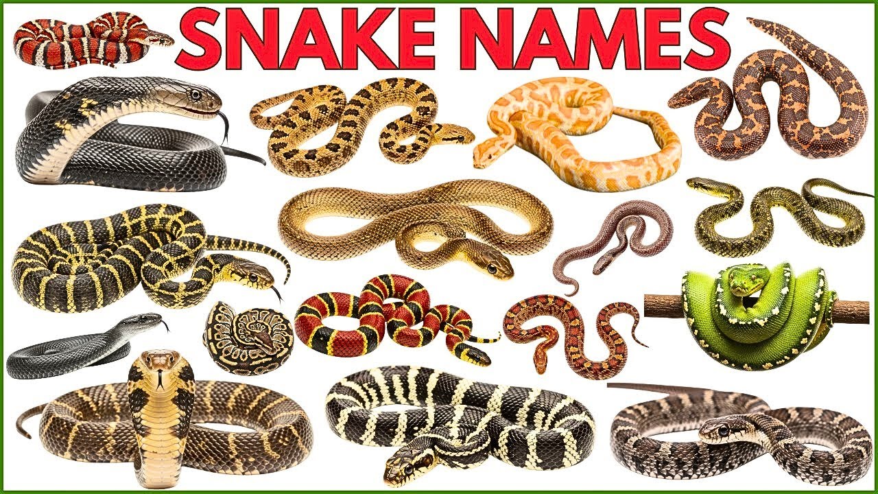 Snake Names for Kids | Learn 20 Snakes Name in English with Sounds | Reptiles and Crawling Animals