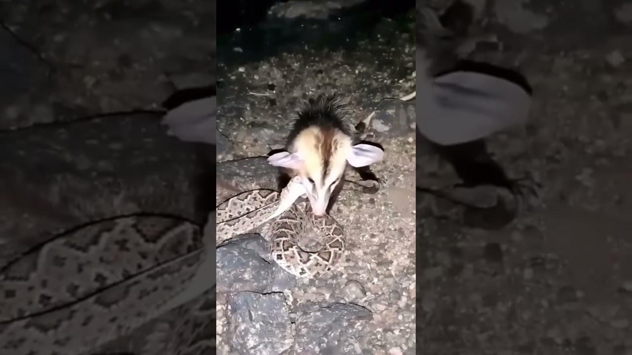 Opossum Gets Attacked by Snake... Then Eats It 😳🐍 #nature #wildlife  #viralvideo