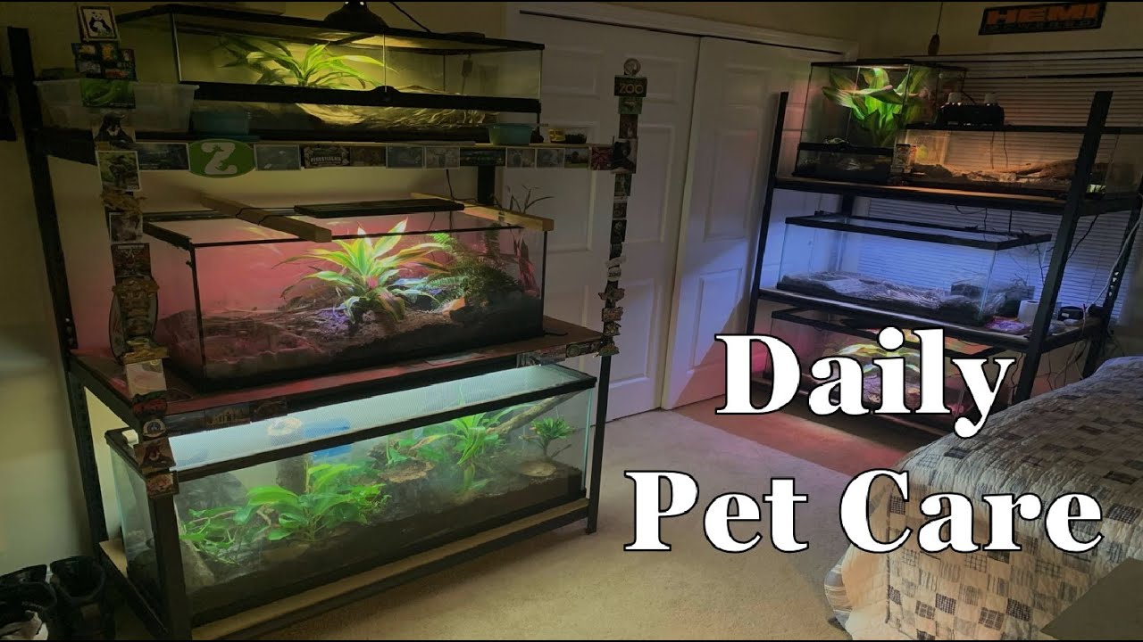 Daily Pet Care