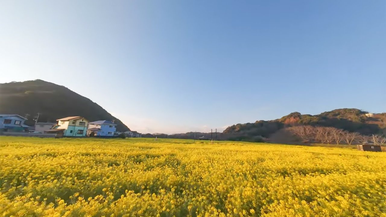南伊豆 青野川〜菜の花畑 | South Izu Aono River & Rape Flower Field