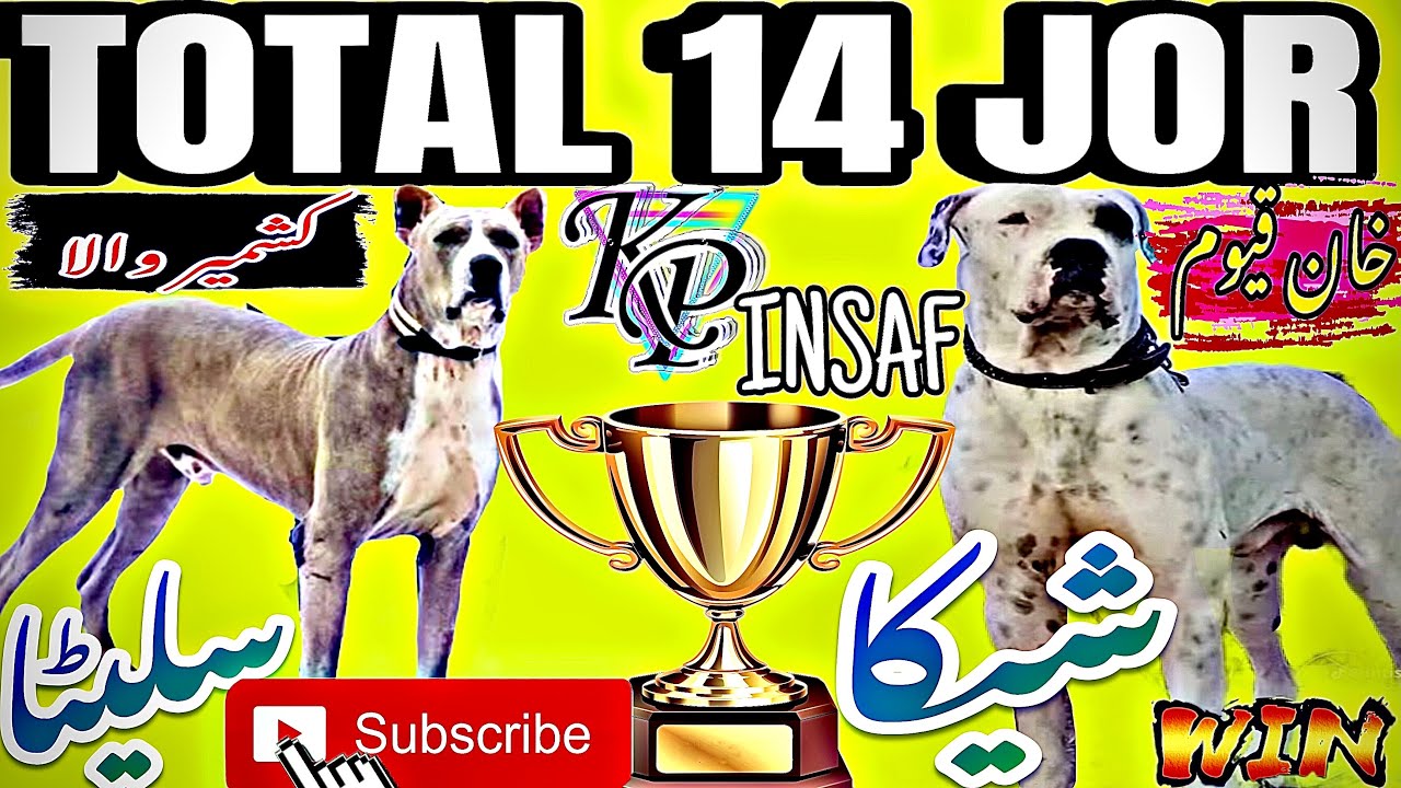 TOTAL 14 JOR VIDEO || شیکا خان والا اور سلیٹا کشمیر والا || WIN 🏆 MATCH PK INSAF GROUP KHAN QAYYUM