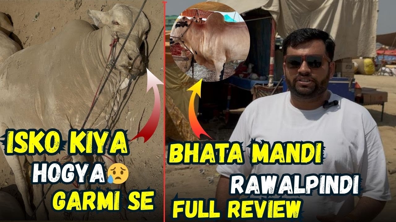 Best Bakra Mandi 2025 Rawalpindi | Bhatta Chowk Mandi Latest Update | Islamabad Cow Mandi