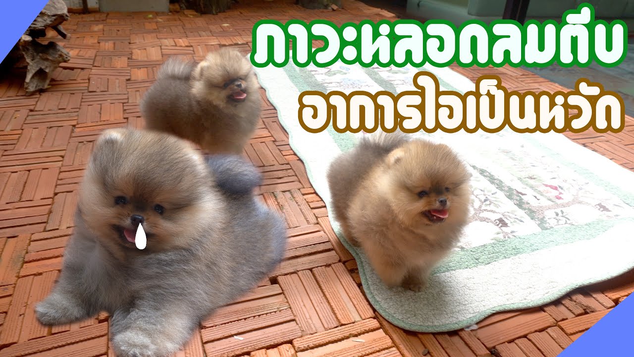 ปอมเมอเรเนียน แก้ปัญหา อาการภาวะหลอดลมตีบ หรือไอเป็นหวัด ของน้องปอม อย่าทิ้งไว้เด็ดขาด