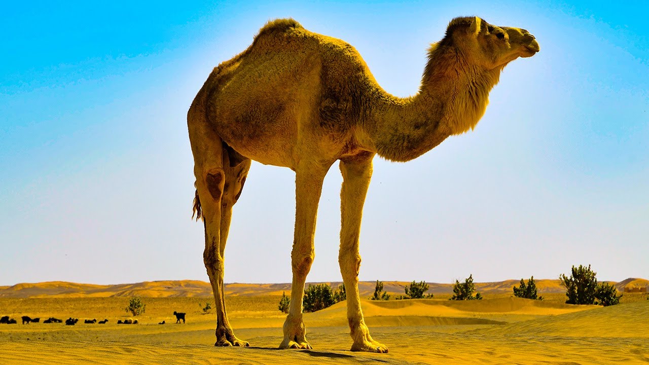 64 Minutes of Relaxing Desert Landscapes 