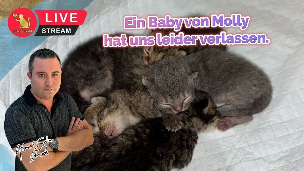 Ein Baby von Molly hat uns leider verlassen.