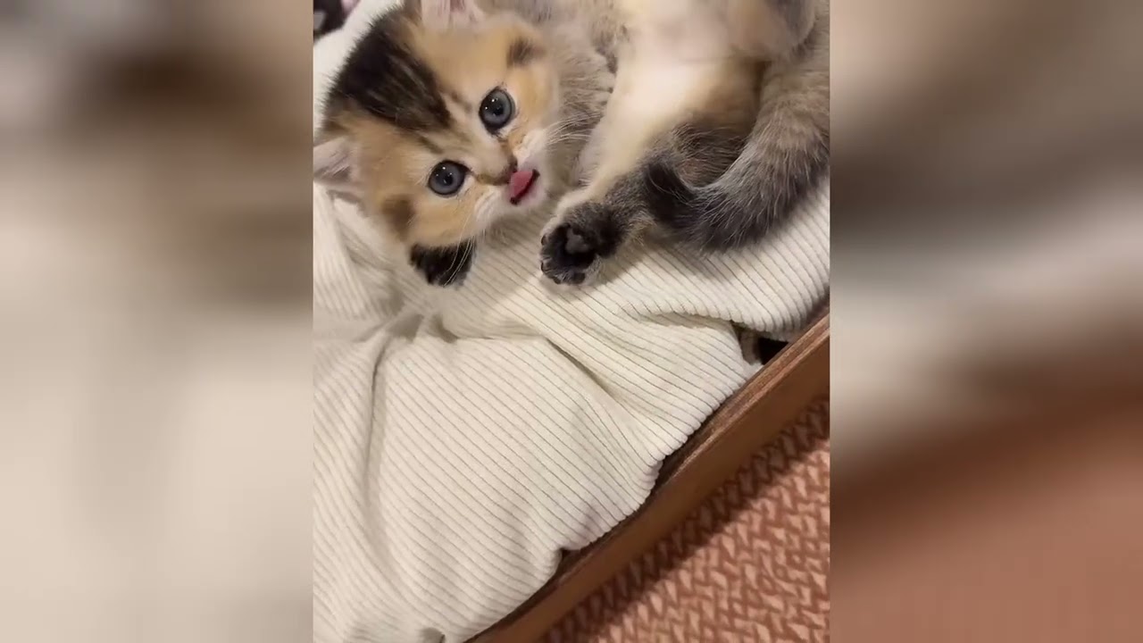Sweet baby cats will make your heart feel brand new