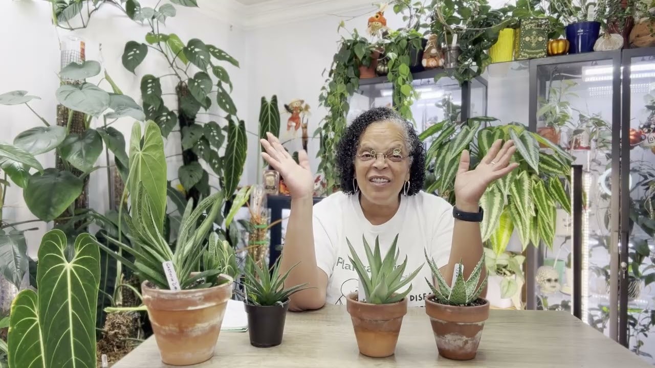 Not Aloe, But Close! Succulents That Resemble Aloe Plants & How to Care for Them