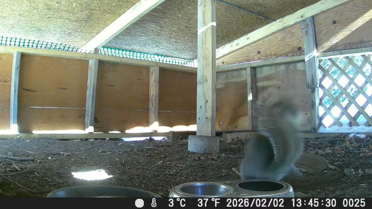 Hut Squirrels 2/3/26